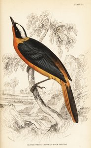 White-crowned robin-chat by William Home Lizars