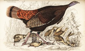 Wild turkey, female and young by William Home Lizars