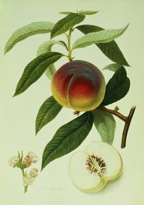 The Galande Peach by William Hooker