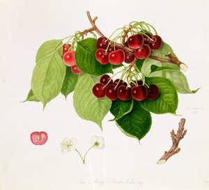 The May Duke Cherry, 1815