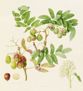 The Pear-Shaped Service Crab Apple by William Hooker