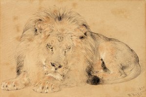 Study of a Lion by William Huggins