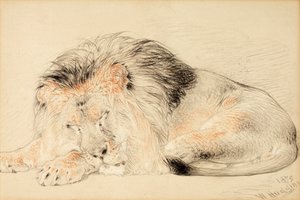 Study of a Lion by William Huggins