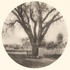 The Washington Elm by William J. Stillman