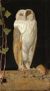 The White Owl: 