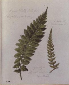 Common Prickly Shield Fern by William James Linton