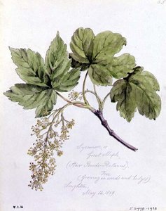 Sycamore, or Great Maple