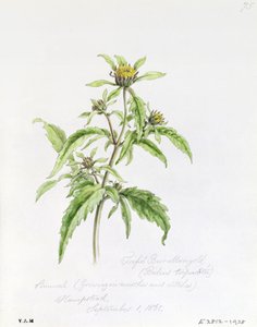 Trifid Burr-Marigold, Painted at Hampstead, 1st September 1861 by William James Linton