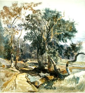 A Woodland Track