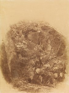 Untitled, from the portfolio The Forest: Adirondack Woods by William James Stillman