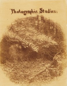 Untitled, from the portfolio The Forest: Adirondack Woods by William James Stillman