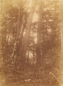 Untitled, from the portfolio The Forest: Adirondack Woods by William James Stillman