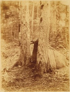 Untitled, from the portfolio The Forest: Adirondack Woods by William James Stillman