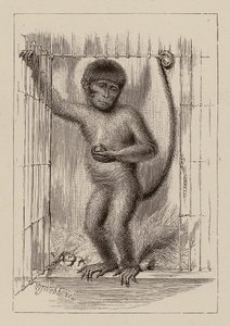 The negro-monkey by William James Webbe