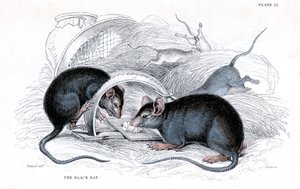 Engraving of Black Rat Caught in Trap, 1838 by William Jardine