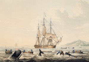 Whaling in South Seas by William John Huggins