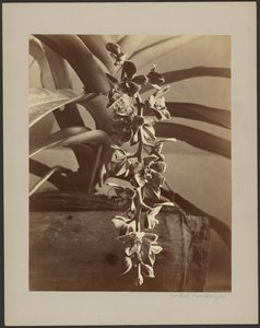 Orchids, Ceylon by William Louis Henry Skeen
