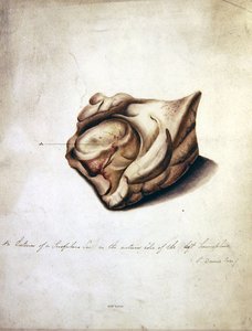 Study of the Brain II, c.1850