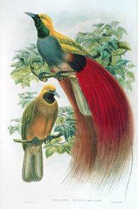 Paradisea Decora by William M. Hart