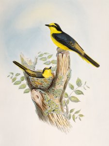 Brown-rumped Minivet (Pericrocotus cantonensis), lithograph from Birds of Asia