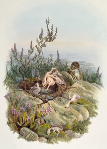 Common Cuckoo, lithograph by William Matthew Hart by William Matthew Hart