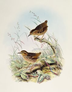 Eyebrowed Wren-Babbler (Napothera epilepidota), lithograph from Birds of Great Britain