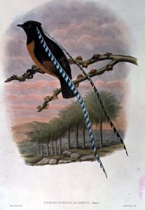 Pteridophora Alberti, King of Saxony Bird of Paradise by William Matthew Hart