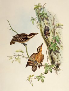 Sunda Woodpecker (Dendrocopos moluccensis), lithograph from Birds of Asia by William Matthew Hart