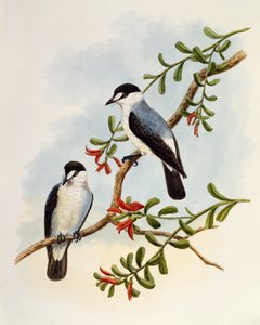 Torrent Robin (Monachella muelleriana) by William Matthew Hart