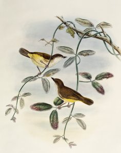 Yellow-bellied Gerygone (Gerygone chrysogaster), lithograph from Birds of Asia