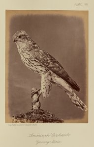 American Goshawk, Young Male by William Notman
