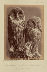 Cinereous Owl; Great Gray Owl. Male & Female by William Notman