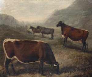 Five Glamorgan Cattle