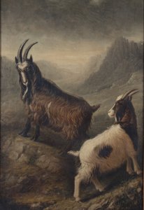 Two Welsh Goats