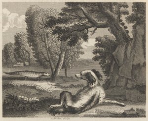 The Spaniel and the Chameleon by William Skelton