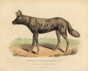 African Hunting Dog