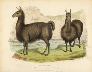 Alpaca, Vicugna pacos by William Smellie