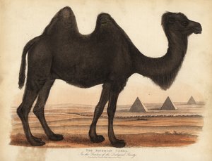 Bactrian camel, Camelus bactrianus