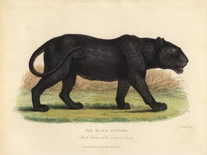 Black Panther, Panthera Pardus or Panthera Onca by William Smellie