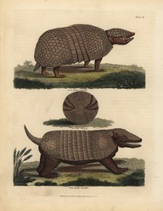 Brazilian three-banded armadillo and seven-banded armadillo