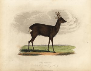 European roe deer, Capreolus capreolus by William Smellie