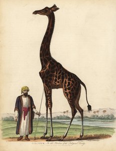 Giraffe, Giraffa camelopardalis by William Smellie
