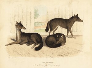 Golden Jackal, Canis Aureus by William Smellie