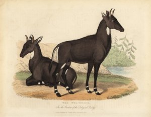 Nilgai or Blue Bull, Boselaphus Tragocamelus by William Smellie