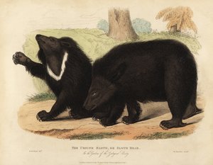 Sloth Bear