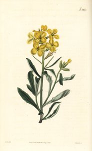 Smelly Wallflower, Erysimum Odoratum