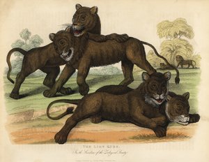 The Lion Cubs in the Gardens of the Zoological Society