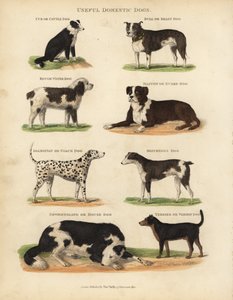 Useful Domestic Dogs, Canis Lupus Familiaris by William Smellie
