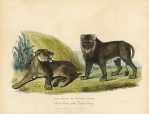 White or Silver Lions, Panthera Leo Melanochaita