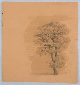 Study of Foliage by William Stanley Haseltine